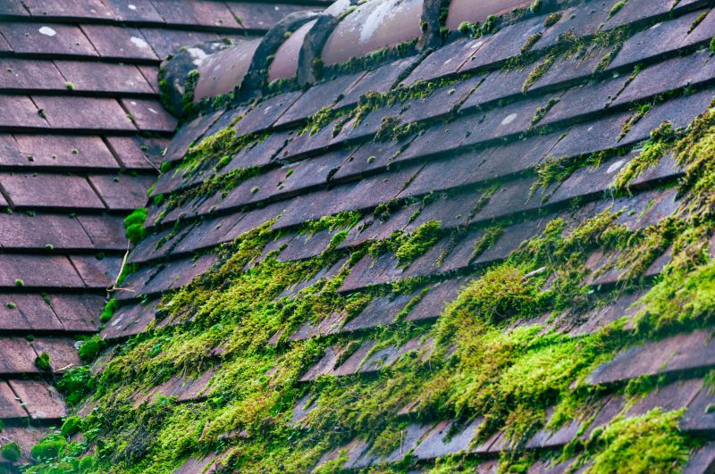 Moss-covered Roof Before Cleaning