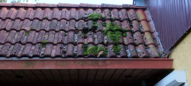 Roof Moss Cleaning in Spring
